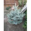 Саженец Ели Голубая Кейбаб (Kaibab) 60-100 см: фото и описание
