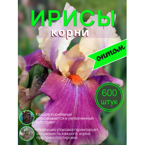 Ирисы / ОПТ  600 штук