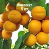 Комплект 5шт / Абрикос Уралец: фото и описание