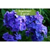 Саженцы флокса метельчательного Блу Бой (Blue Boy) -  5 шт.: фото и описание