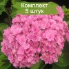 Саженцы гортензии крупнолистной Романс пинк (Romance Pink) -  5 шт.: фото и описание