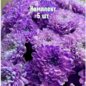 Комплект 5шт / Хризантема Барка