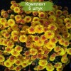 Саженцы хризантемы мультифлора Кинг Йеллоу (King Yellow) (Желтая ) -  5 шт.: фото и описание