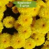 Саженцы хризантемы мультифлора Яхо Голд (Yahou Golden) (Желтая ) -  5 шт.: фото и описание