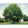 Саженцы клёна Ясенелистный (от 150 см) -  5 шт.: фото и описание
