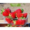 Саженцы клубники Джоли (Средняя) -  5 шт.: фото и описание