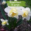 Луковицы нарцисса Попай (Popeye) -  5 шт.: фото и описание