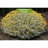 Саженцы сантолины Санта -  5 шт.: фото и описание