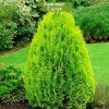 Туя Восточная 100-150 см -  5 шт.: фото и описание