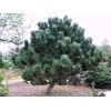 Саженец сосны Чёрная 20-40 см: фото и описание
