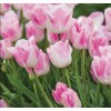 Срезка Луковица Тюльпанаов на 8 марта оптом Луковица Тюльпана Ферст Класс (First Class): фото и описание