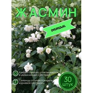 Жасмин / саженцы оптом 30 шт